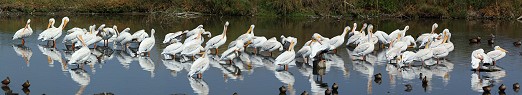 Pelicans