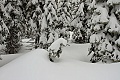 Snow-covered trees