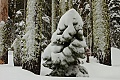 Snow-covered tree