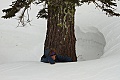 Sue stands in a tree-well