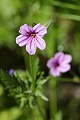 Storksbill (Erodium botrys)