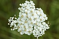 Common Yarrow (Achillea millefolium)