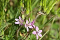 Storksbill (Erodium botrys)