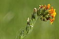 Fiddleneck (Amsinckia menziesii var. intermedia)