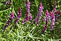 Winter Vetch (Vicia villosa ssp. varia)