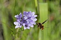 Syrphid fly