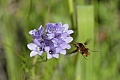 Syrphid fly