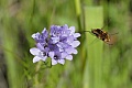 Syrphid fly