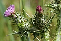 Thistle