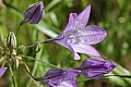 Ithuriel's Spear (Triteleia laxa)