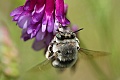 Bee on Winter vetch