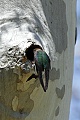 Tree swallow (tachycineta bicolor)