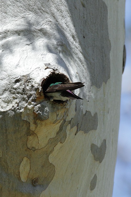 Tree swallow (tachycineta bicolor)