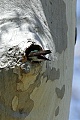 Tree swallow (tachycineta bicolor)