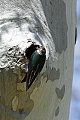 Tree swallow (tachycineta bicolor)