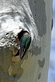 Tree swallow (tachycineta bicolor)