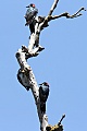 Acorn Woodpeckers (Melanerpes formicivorus)