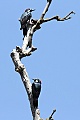 Acorn Woodpeckers (Melanerpes formicivorus)