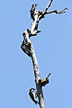 Acorn Woodpeckers (Melanerpes formicivorus)