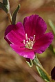 Clarkia