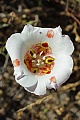 Mariposa Lily