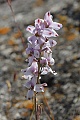 Larkspur (Delphinium sp?)