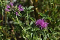 Mountain Pennyroyal