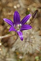 Brodiaea