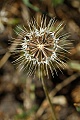 Seed head