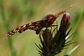 Variable checkerspot butterfly