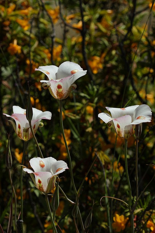 Mariposa Lilies
