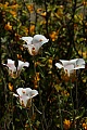 Mariposa Lilies