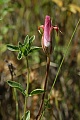 Mariposa Lily