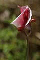 Mariposa Lily