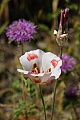 Mariposa Lily