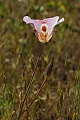 Mariposa Lily