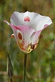 Mariposa Lily