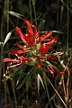 Indian paintbrush
