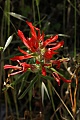 Indian paintbrush