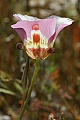 Mariposa Lily