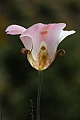 Mariposa Lily