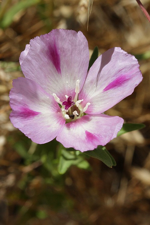 Clarkia