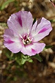 Clarkia