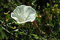 Morning glory