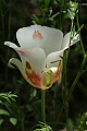 Mariposa Lily