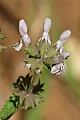 White sage