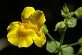 Seep monkeyflower