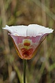 Mariposa Lily