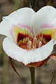 Mariposa Lily