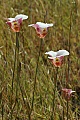 Mariposa Lilies